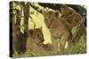 Lion Cubs in the Bush, Maasai Mara Wildlife Reserve, Kenya-Jagdeep Rajput-Stretched Canvas