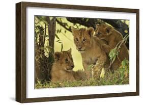 Lion Cubs in the Bush, Maasai Mara Wildlife Reserve, Kenya-Jagdeep Rajput-Framed Photographic Print