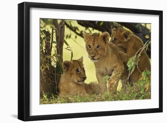 Lion Cubs in the Bush, Maasai Mara Wildlife Reserve, Kenya-Jagdeep Rajput-Framed Photographic Print