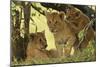 Lion Cubs in the Bush, Maasai Mara Wildlife Reserve, Kenya-Jagdeep Rajput-Mounted Photographic Print