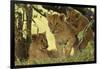 Lion Cubs in the Bush, Maasai Mara Wildlife Reserve, Kenya-Jagdeep Rajput-Framed Photographic Print