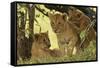 Lion Cubs in the Bush, Maasai Mara Wildlife Reserve, Kenya-Jagdeep Rajput-Framed Stretched Canvas