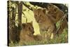 Lion Cubs in the Bush, Maasai Mara Wildlife Reserve, Kenya-Jagdeep Rajput-Stretched Canvas