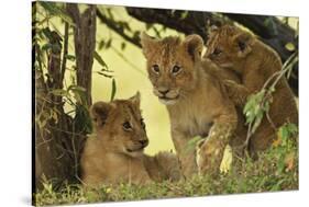 Lion Cubs in the Bush, Maasai Mara Wildlife Reserve, Kenya-Jagdeep Rajput-Stretched Canvas