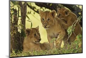 Lion Cubs in the Bush, Maasai Mara Wildlife Reserve, Kenya-Jagdeep Rajput-Mounted Photographic Print