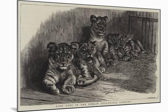 Lion Cubs in the Dublin Zoological Gardens-null-Mounted Premium Giclee Print
