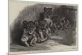 Lion Cubs in the Dublin Zoological Gardens-null-Mounted Premium Giclee Print