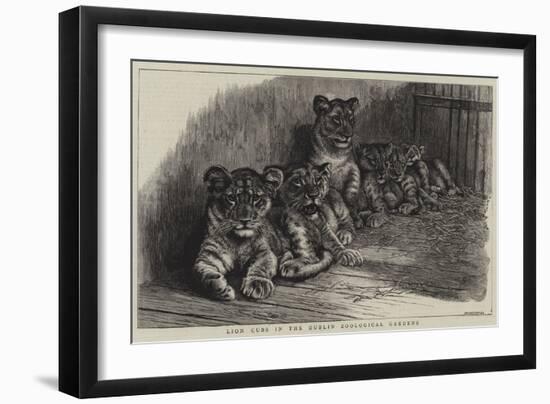 Lion Cubs in the Dublin Zoological Gardens-null-Framed Giclee Print