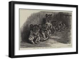 Lion Cubs in the Dublin Zoological Gardens-null-Framed Giclee Print