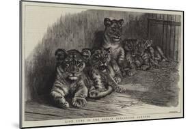 Lion Cubs in the Dublin Zoological Gardens-null-Mounted Giclee Print