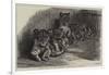 Lion Cubs in the Dublin Zoological Gardens-null-Framed Giclee Print