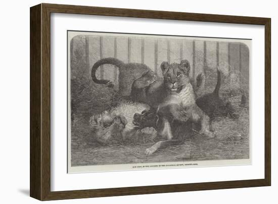 Lion Cubs, in the Gardens of the Zoological Society, Regent'S-Park-null-Framed Giclee Print