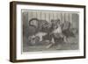 Lion Cubs, in the Gardens of the Zoological Society, Regent'S-Park-null-Framed Giclee Print