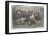 Lion Cubs, in the Gardens of the Zoological Society, Regent'S-Park-null-Framed Giclee Print