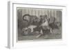 Lion Cubs, in the Gardens of the Zoological Society, Regent'S-Park-null-Framed Giclee Print