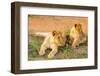 Lion cubs, Maasai Mara National Reserve, Kenya, East Africa-Laura Grier-Framed Photographic Print