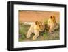 Lion cubs, Maasai Mara National Reserve, Kenya, East Africa-Laura Grier-Framed Photographic Print