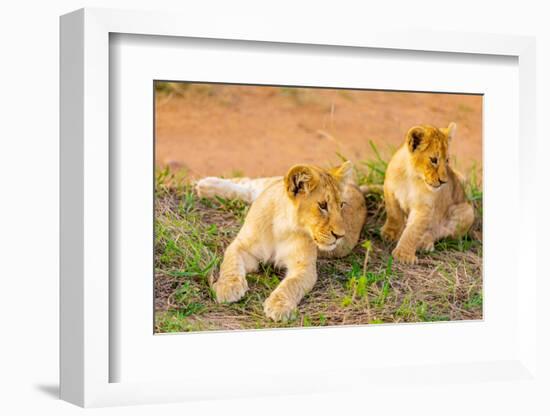 Lion cubs, Maasai Mara National Reserve, Kenya, East Africa-Laura Grier-Framed Photographic Print