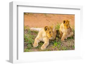 Lion cubs, Maasai Mara National Reserve, Kenya, East Africa-Laura Grier-Framed Photographic Print