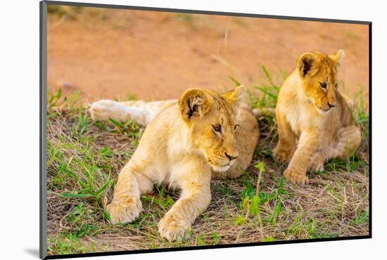 Lion cubs, Maasai Mara National Reserve, Kenya, East Africa-Laura Grier-Mounted Photographic Print