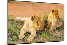 Lion cubs, Maasai Mara National Reserve, Kenya, East Africa-Laura Grier-Mounted Photographic Print