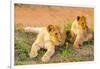 Lion cubs, Maasai Mara National Reserve, Kenya, East Africa-Laura Grier-Framed Photographic Print