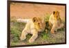 Lion cubs, Maasai Mara National Reserve, Kenya, East Africa-Laura Grier-Framed Photographic Print