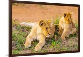 Lion cubs, Maasai Mara National Reserve, Kenya, East Africa-Laura Grier-Framed Photographic Print