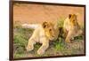 Lion cubs, Maasai Mara National Reserve, Kenya, East Africa-Laura Grier-Framed Photographic Print