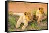 Lion cubs, Maasai Mara National Reserve, Kenya, East Africa-Laura Grier-Framed Stretched Canvas