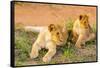Lion cubs, Maasai Mara National Reserve, Kenya, East Africa-Laura Grier-Framed Stretched Canvas