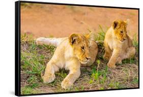 Lion cubs, Maasai Mara National Reserve, Kenya, East Africa-Laura Grier-Framed Stretched Canvas