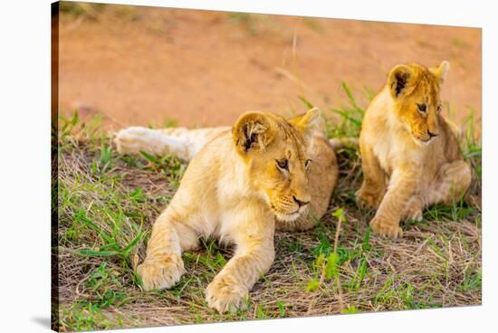 Lion cubs, Maasai Mara National Reserve, Kenya, East Africa-Laura Grier-Stretched Canvas