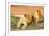 Lion cubs, Maasai Mara National Reserve, Kenya, East Africa-Laura Grier-Framed Photographic Print