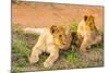 Lion cubs, Maasai Mara National Reserve, Kenya, East Africa-Laura Grier-Mounted Photographic Print