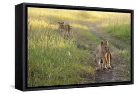 Lion Cubs, Masai Mara, Kenya-Sergio Pitamitz-Framed Stretched Canvas