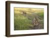 Lion Cubs, Masai Mara, Kenya-Sergio Pitamitz-Framed Photographic Print