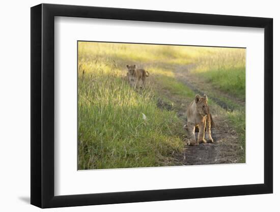 Lion Cubs, Masai Mara, Kenya-Sergio Pitamitz-Framed Photographic Print