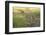 Lion Cubs, Masai Mara, Kenya-Sergio Pitamitz-Framed Photographic Print