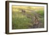 Lion Cubs, Masai Mara, Kenya-Sergio Pitamitz-Framed Photographic Print