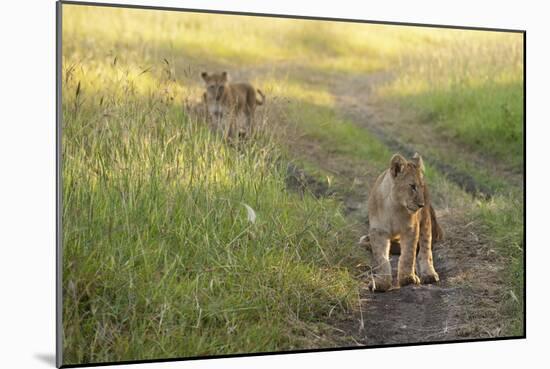 Lion Cubs, Masai Mara, Kenya-Sergio Pitamitz-Mounted Photographic Print