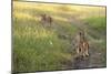 Lion Cubs, Masai Mara, Kenya-Sergio Pitamitz-Mounted Photographic Print