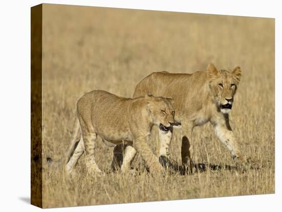 Lion Cubs, Masai Mara National Reserve, Kenya, East Africa, Africa-James Hager-Stretched Canvas