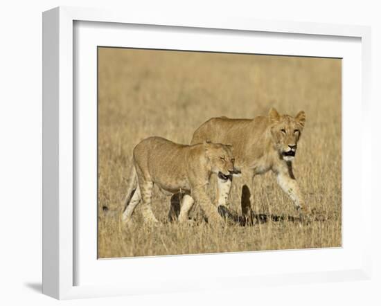 Lion Cubs, Masai Mara National Reserve, Kenya, East Africa, Africa-James Hager-Framed Photographic Print