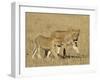 Lion Cubs, Masai Mara National Reserve, Kenya, East Africa, Africa-James Hager-Framed Photographic Print