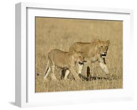 Lion Cubs, Masai Mara National Reserve, Kenya, East Africa, Africa-James Hager-Framed Photographic Print