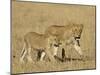 Lion Cubs, Masai Mara National Reserve, Kenya, East Africa, Africa-James Hager-Mounted Photographic Print