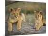 Lion Cubs on Log, Masai Mara, Kenya-Adam Jones-Mounted Photographic Print