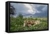 Lion Cubs on Ndutu Plains, Tanzania-Paul Souders-Framed Stretched Canvas