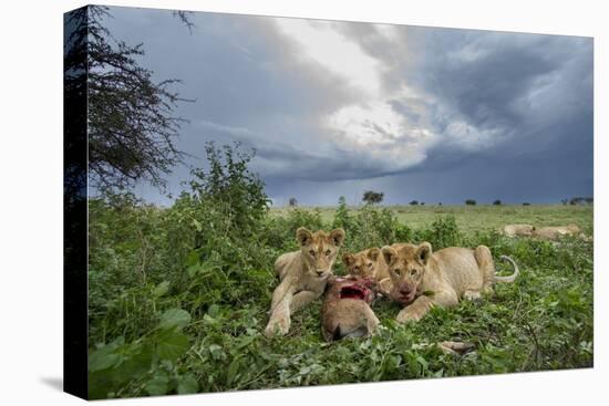 Lion Cubs on Ndutu Plains, Tanzania-Paul Souders-Stretched Canvas